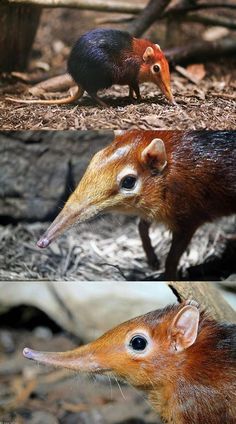 two pictures of different types of animals on the ground and one has an anteater