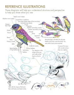 an image of birds that are in different colors and sizes, with the words reference illustrations below