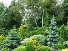 a garden filled with lots of different types of trees and bushes in the middle of it