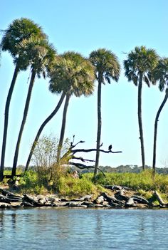 palm trees line the edge of a body of water with rocks in front of them