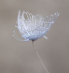 a close up of a flower with water droplets on it's petals and stems