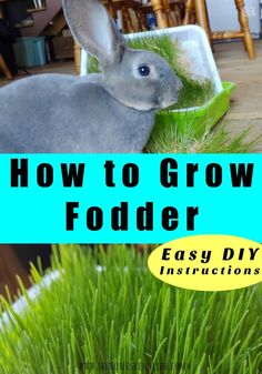 an image of a rabbit in the grass with text overlay that reads how to grow a podder easy diy instructions