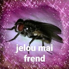 a bee with the words jelou mai frend on it's back side