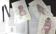 three notebooks with drawings of muscles and their names on them next to a pen