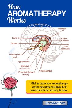 How aromatherapy works: Scents from essential oils trigger changes in the limbic part of your brain that is involved with emotions, memory, and survival behavior. Click thru to learn more (including the best essential oils for anxiety, stress, and insomnia.) Essential Oils For Introverts, Mastitis Remedies, Natural Nausea Remedies, Emotions And Essential Oils, Remedies For Nausea, Calming Essential Oils, Best Essential Oils, Life Tips