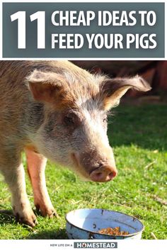 a small pig eating food out of a bowl on the grass in front of it