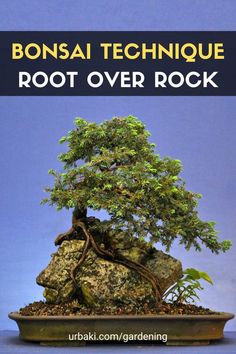 bonsai technique to root over rock with the text bonsai technique root over rock