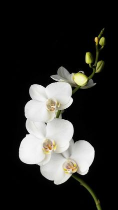 white orchids with green stems against a black background