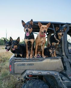 four dogs are sitting on the back of a truck