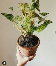 a hand holding a potted plant with green leaves