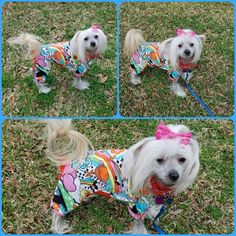 four pictures of a white dog wearing a colorful shirt