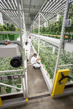 two men in white lab coats working on plants inside a large metal structure with yellow accents