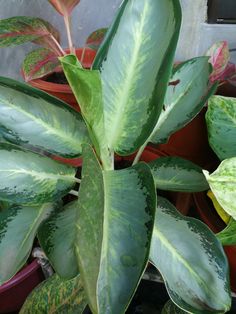 a green plant with red and white leaves in a pot on top of a window sill