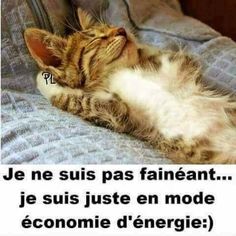 a cat laying on top of a bed next to a pillow with the caption'je ne suis pas fanneant je suis juste en mode de l '