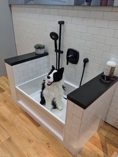 a black and white dog sitting in a bathtub