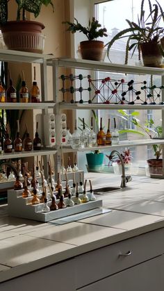 a shelf filled with lots of bottles next to potted plants on top of a window sill