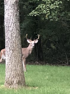 a deer that is standing in the grass