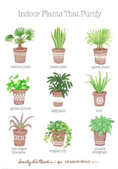 an illustration of indoor plants that purify the air in your houseplants