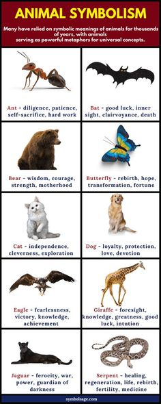 an animal poster with different types of animals