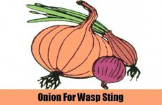 an onion for wasp string is shown with the words onion for wasp string