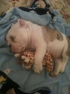 a small dog sleeping on top of a blanket with a stuffed giraffe toy