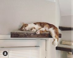 a cat laying on top of a wooden shelf