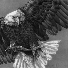 a drawing of an eagle with wings spread