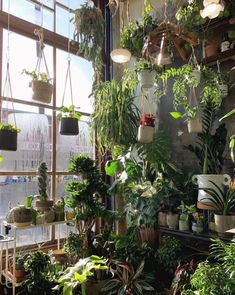 a room filled with lots of potted plants