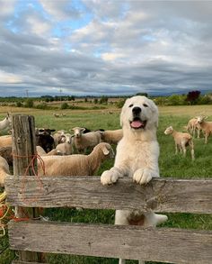 a large white dog sitting on top of a wooden fence next to sheep in a field