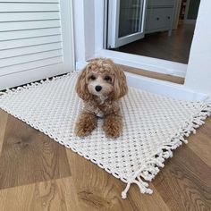 a brown dog sitting on top of a white rug