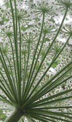 a close up view of the top of a plant with lots of white flowers on it