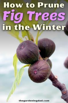 fig trees in the winter with text overlay reading how to prune fig trees in the winter