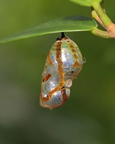 two bugs on a green leaf with water droplets hanging from it's back end