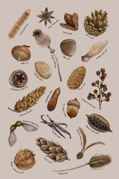 an illustration of different types of nuts