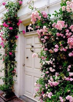 pink roses growing on the side of a white door