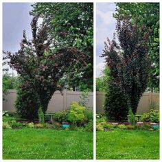 two pictures of a tree in the middle of a yard