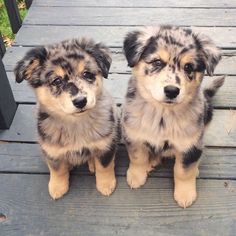 two puppies are sitting on a wooden deck