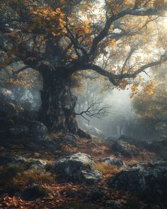 a large tree in the middle of a forest with rocks and leaves on the ground