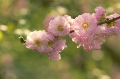 pink flowers are blooming on a tree branch