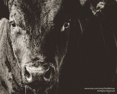 a black and white photo of a cow looking at the camera with an alert look on its face