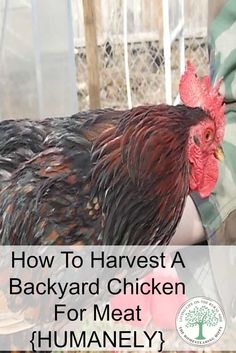 a person holding a chicken in their hand with the words how to harvest a backyard chicken for meat humanely?