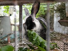 a black and white rabbit eating greens in a cage