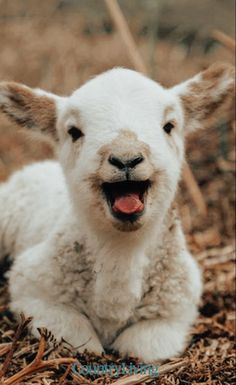 a baby lamb laying on the ground with it's mouth open and tongue out