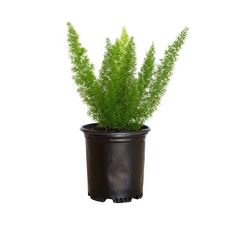 a green plant in a black pot on a white background