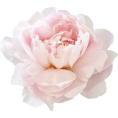 a pink peony flower on a white background with clippings to the center