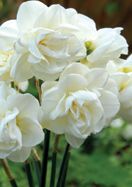 some white flowers are in a vase outside