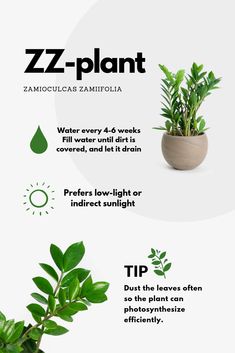 some plants that are growing out of a planter and in a pot with the words z