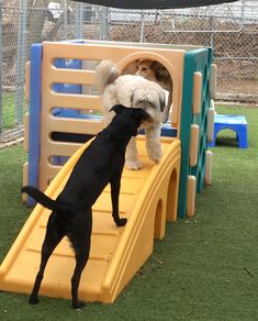 two dogs playing in a play area at a dog park, one is jumping over the slide