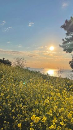 the sun is setting over a field full of yellow wildflowers and water in the background