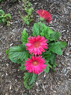 some pink flowers and green leaves on the ground in front of mulchy grass